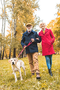 在秋季公园与拉布多采集器狗一起行背景图片