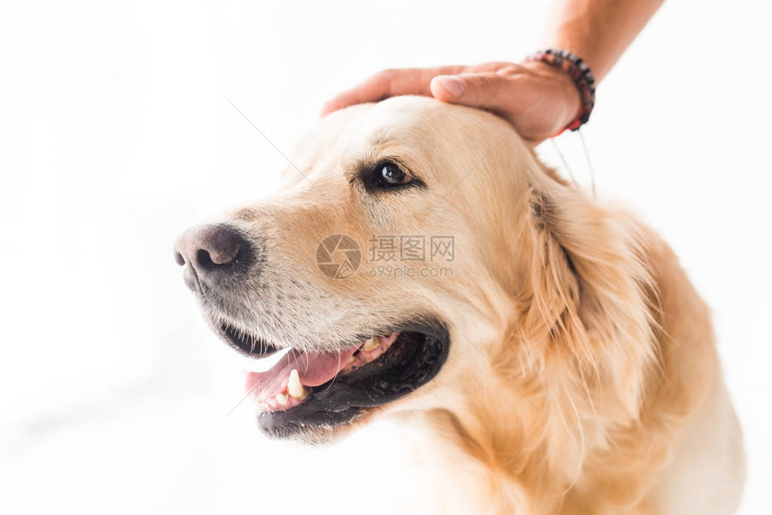 男人抚摸可爱的金毛猎犬的剪影图片