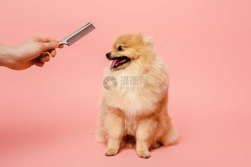 用梳子给可爱的粉红色的狗做发型的美容师的裁剪视图图片