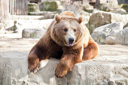 成年棕熊进食后休息图片