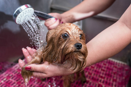 美容师在宠物沙龙洗小狗的短片图片