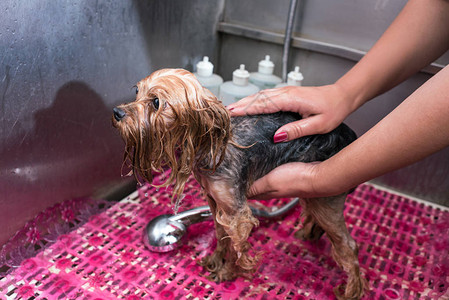 美容师在宠物沙龙洗小狗的短片图片