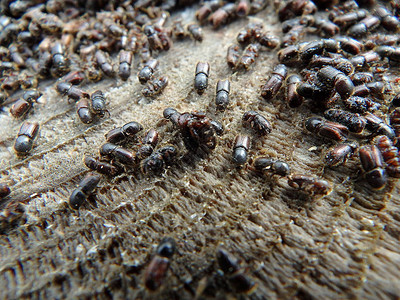 欧洲云杉树皮甲虫图片