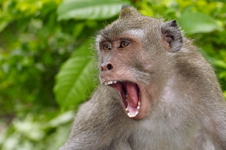 打呵欠的年轻巴厘岛猕猴图片