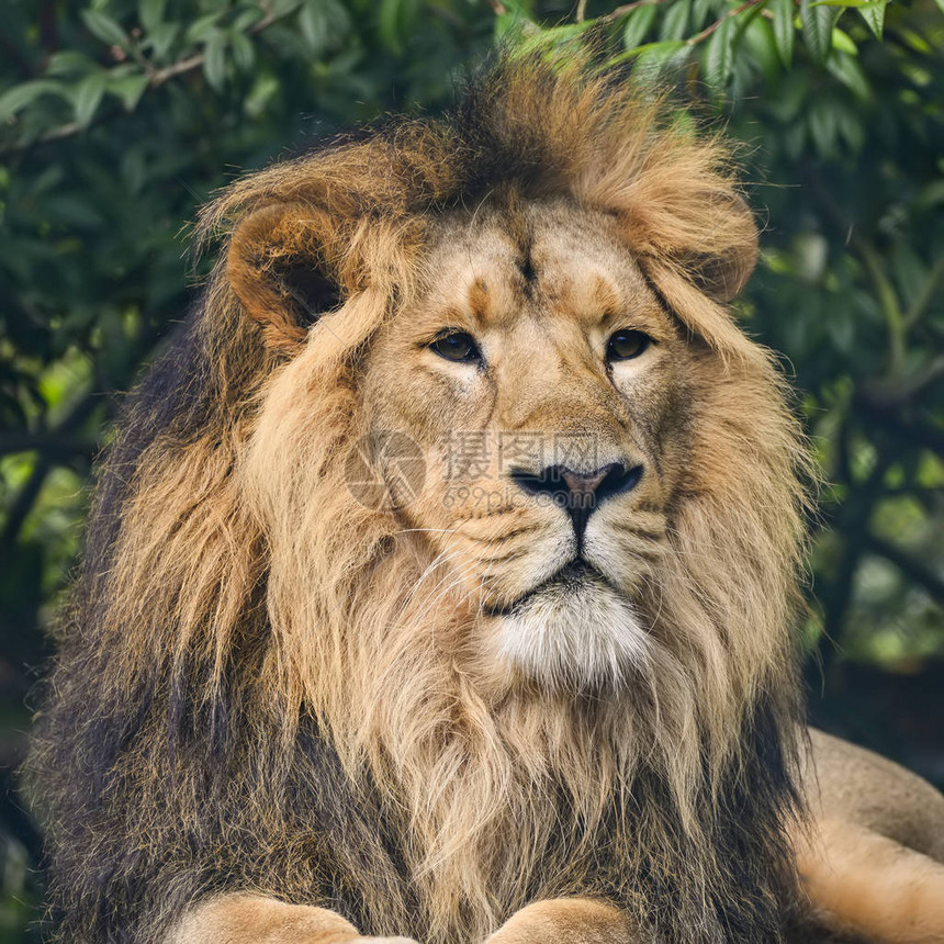 亚洲狮子豹LeoPersica图片