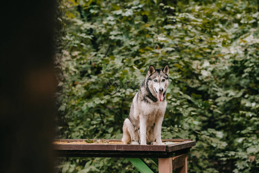 siberianhosky狗坐在障碍物上图片