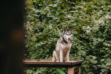 siberianhosky狗坐在障碍物上图片