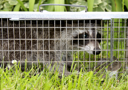 Raccoon或ProcyonLostor被活陷阱困住背景图片