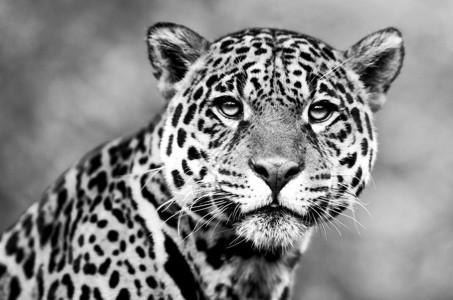 捷豹Pantheraonca美洲虎是仅次于老虎和狮子的第三大猫科动物图片