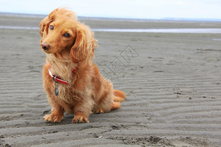 海滩上的腊肠犬背景图片