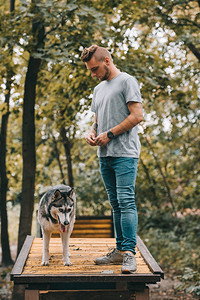 内训师SiberianHusky关于狗行走障碍物的背景