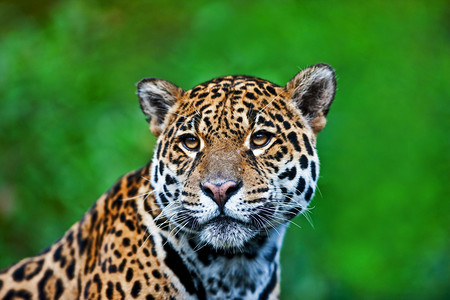 捷豹Panther图片
