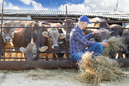 农场里给牛喂草的农民图片