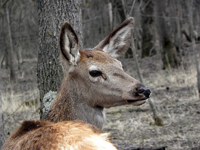 鹿警报鹿动物野生动物质图片