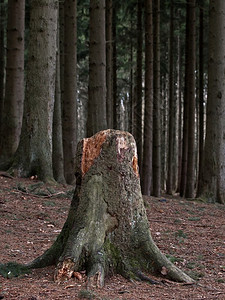 云杉林中的老树桩图片