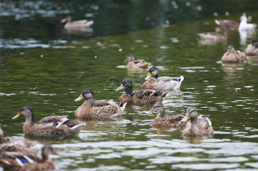 鸭子在城市湖中游泳的近景图片