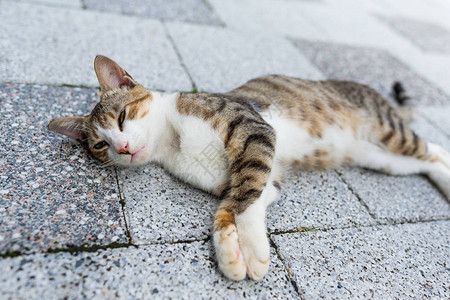 猫咪躺在路图片