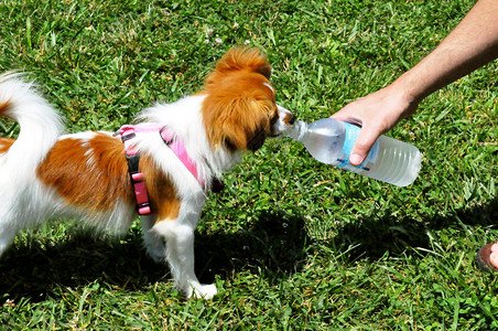狗用饮水图片