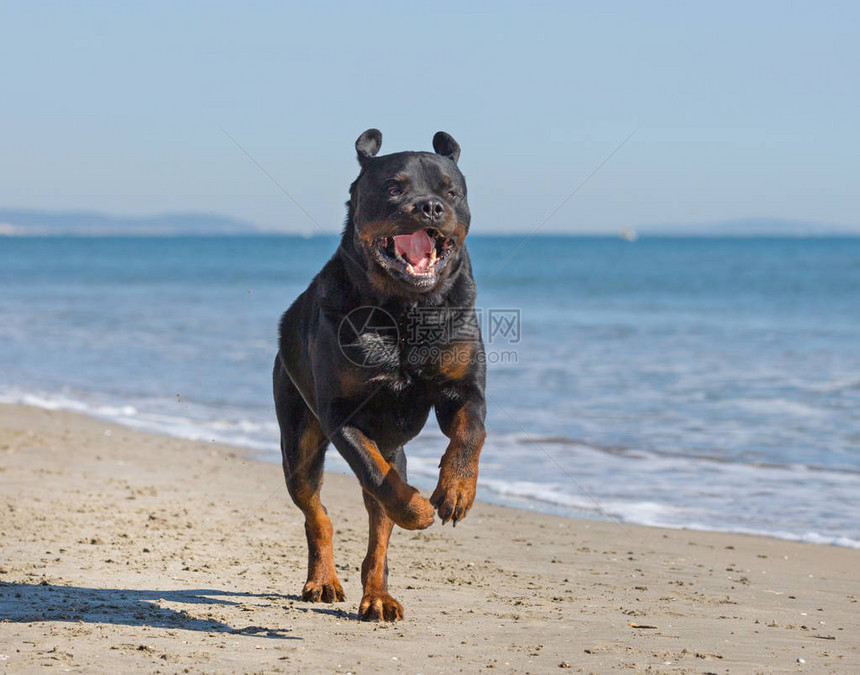 罗威纳犬在沙滩上玩耍和奔跑图片