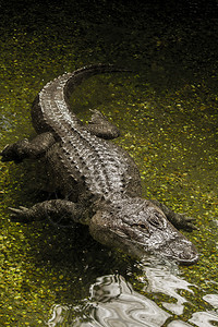 一只可怕的美洲鳄鱼在水上游泳鳄鱼高清图片