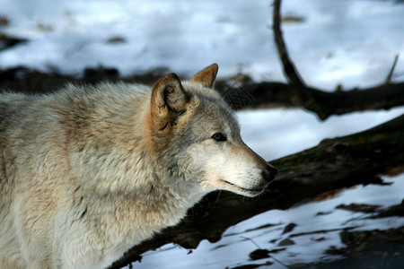 野生动物狼图片