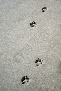 狗爪印在沙子里图片