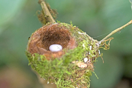 蜂鸟蛋在哥斯达黎加LaPaz野生动物图片