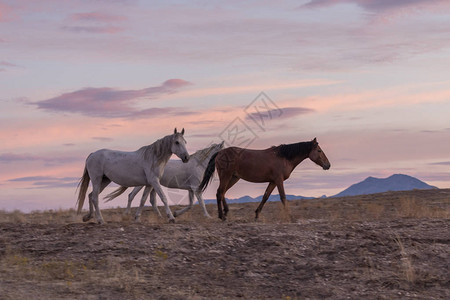 犹他沙漠日落中的野马图片