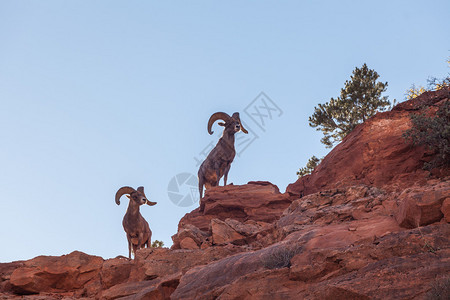 沙漠大角绵羊在锡安公园图片