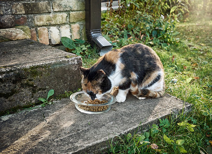 吃猫粮的流浪猫图片