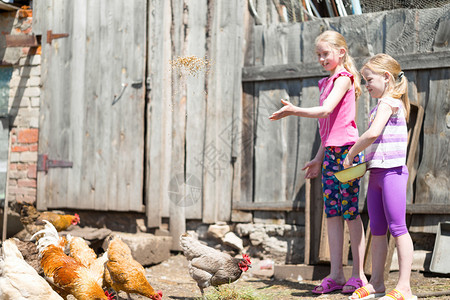 孩子们在农场喂鸡谷物图片
