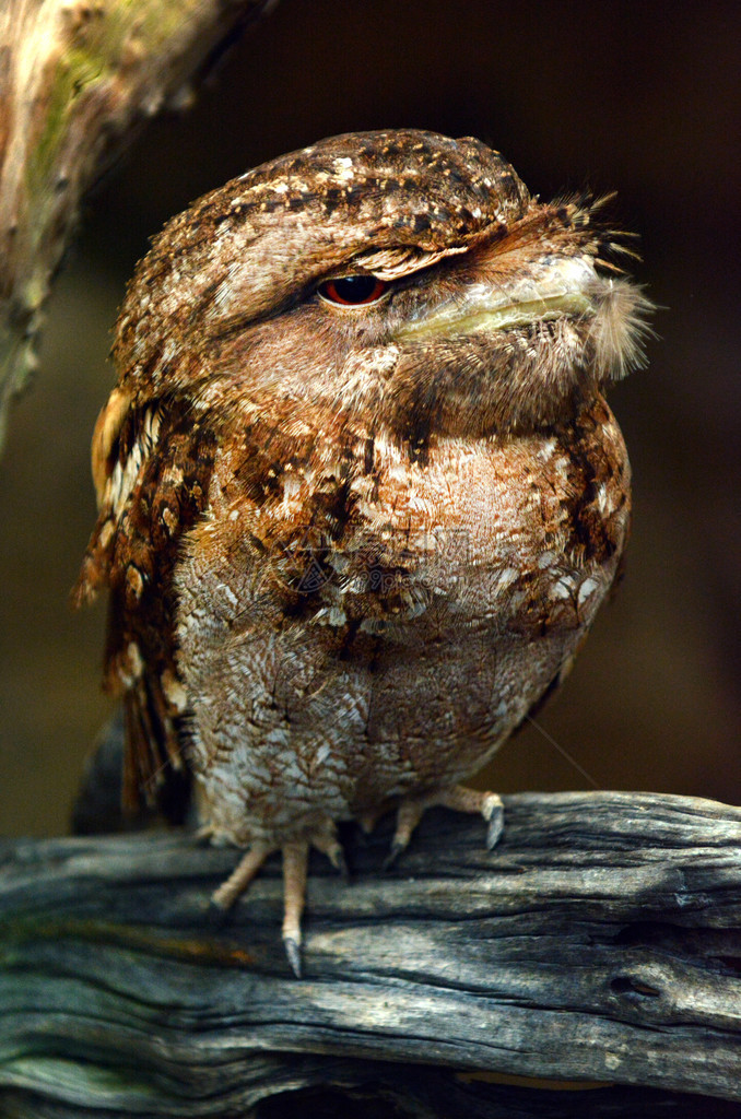 papuensis是波达尔吉达家族中的一种鸟类物种图片