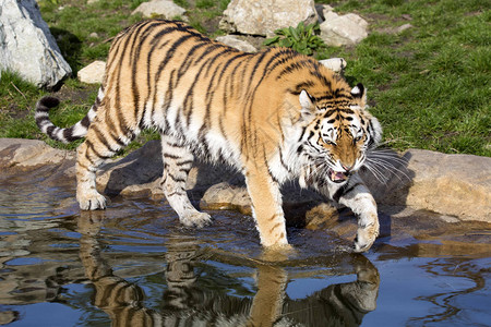 喝水的黑豹背景图片