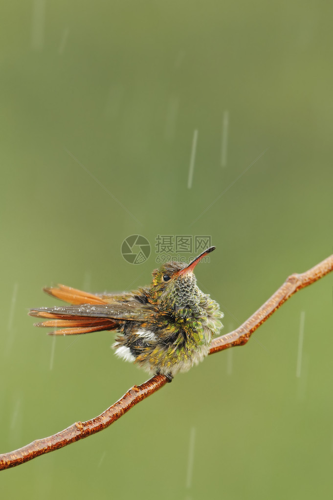 暴雨时鲁莽的尾巴蜂鸟图片