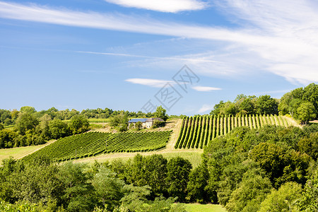 法国朱兰孔的葡萄园图片