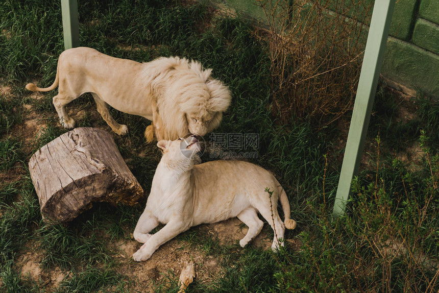 狮子和狮子在动物园摩擦头图片