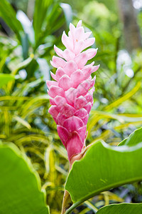 热带花卉格林纳达图片