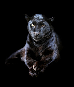 深色背景上的特写黑豹图片