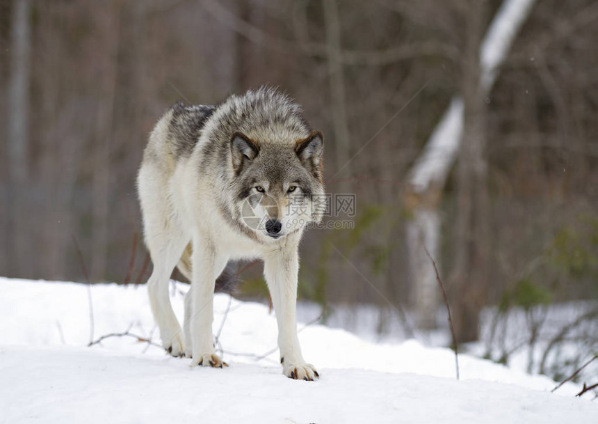 野生动物狼图片