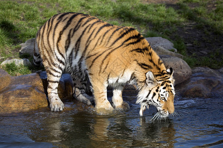 喝水的黑豹背景图片