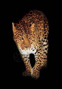 黑色背景上的豹子肖像图片
