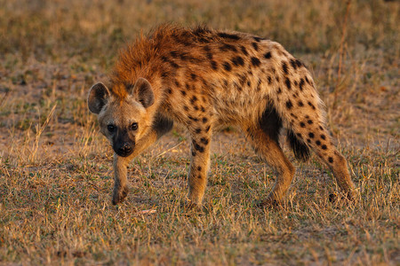 有斑点的Hyena在图片