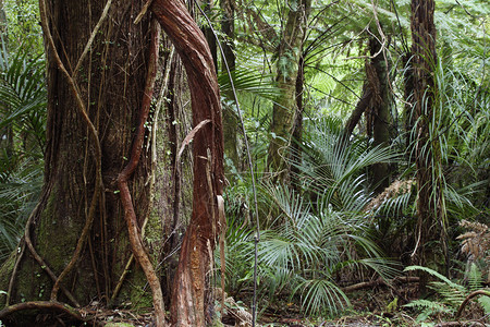热带丛林树上的藤蔓图片