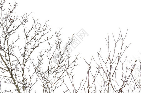 雪暴树背景图片