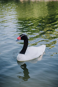 在池塘中游泳的美丽的天鹅图片