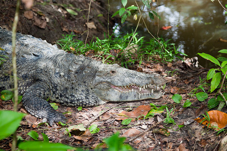 一只大鳄鱼躺在池塘的岸上嘴张开在他周图片