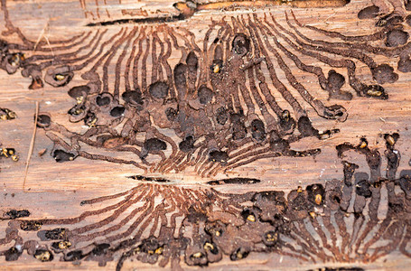 欧洲的树皮养蜂虫树皮图片