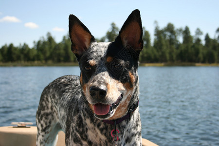 亚利桑那州柳泉湖的狗图片