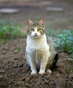 花园里的家猫图片