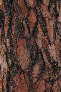 棕色树条纹理的完整图片